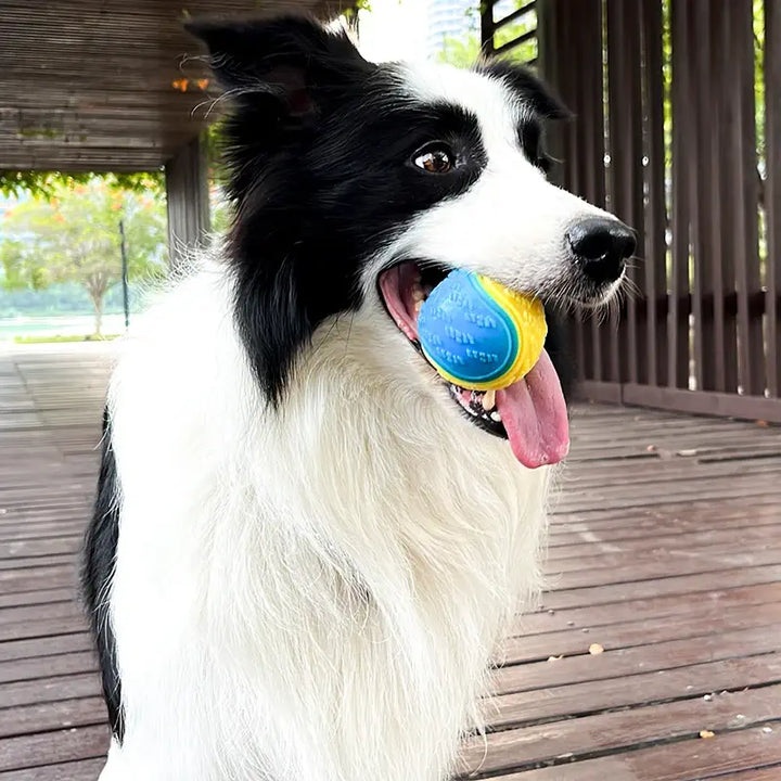 Chien jouant avec une balle interactive sonore et soin dentaire