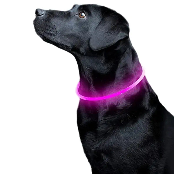 Chien portant un collier lumineux rose pour sécurité et visibilité nocturne