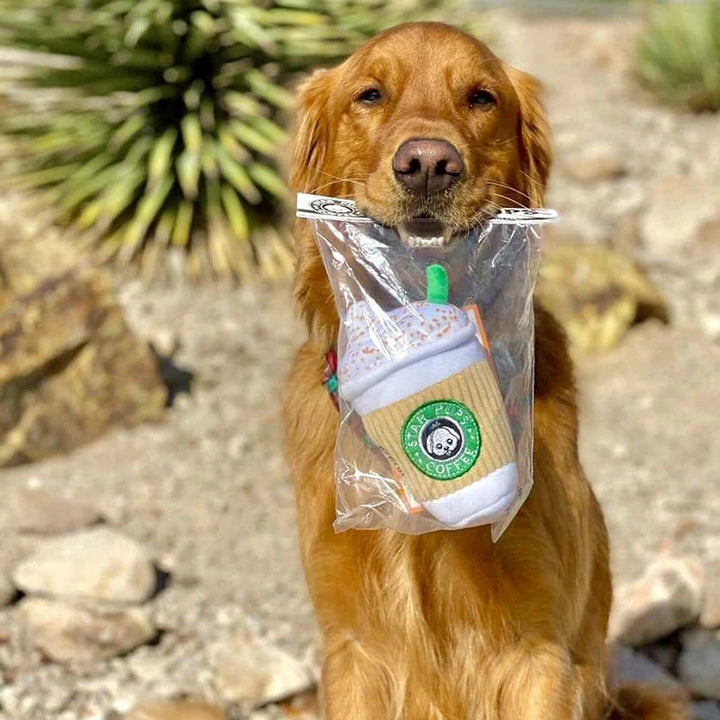 Golden Retriever avec jouet peluche en forme de café Star Pups Coffee