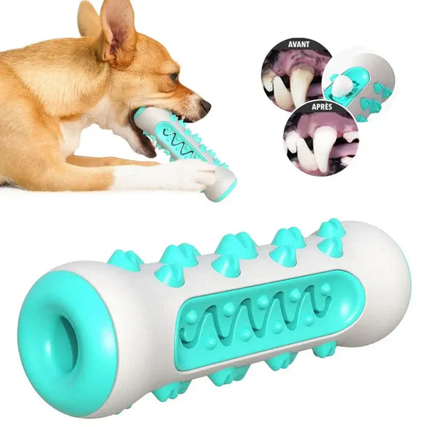 Chien utilisant un jouet brosse à dents pour nettoyage dentaire et mastication saine