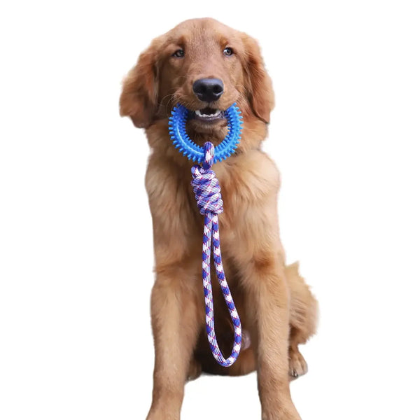 Chien jouant avec un jouet de corde et anneau, parfait pour tirer et mâcher