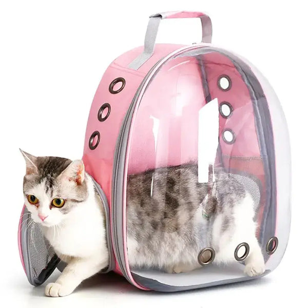 Chat curieux dans un sac à dos capsule transparent de couleur rose