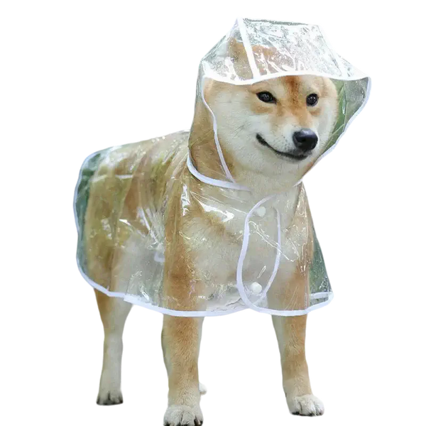 Shiba Inu portant une veste de pluie transparente à capuche