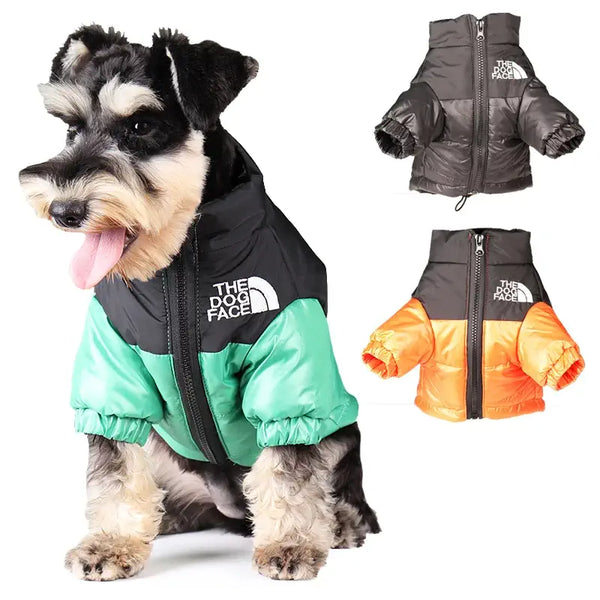 Schnauzer nain portant la veste d'hiver 'The Dog Face'